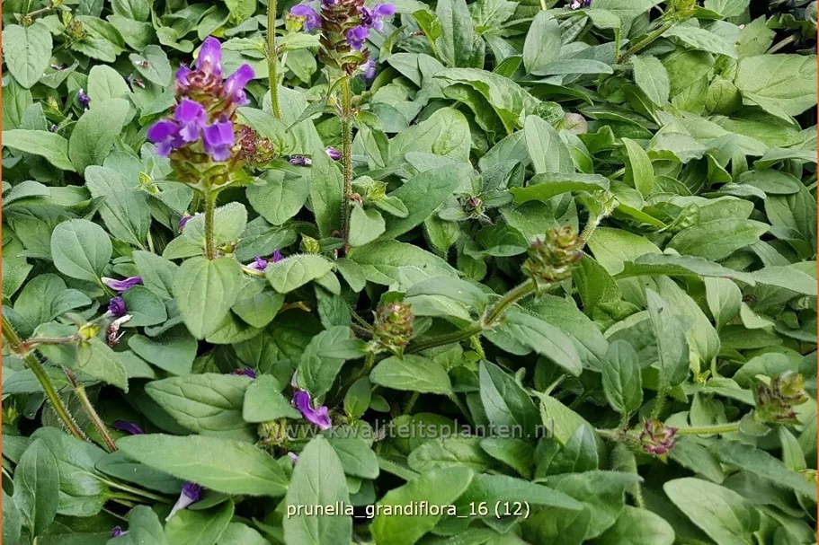 Prunella grandiflora