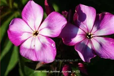 Phlox 'Sweet Summer Surprise'