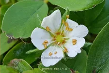 Potentilla alba