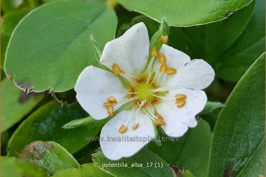 Potentilla alba
