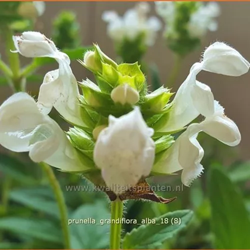 Prunella grandiflora 'Alba'