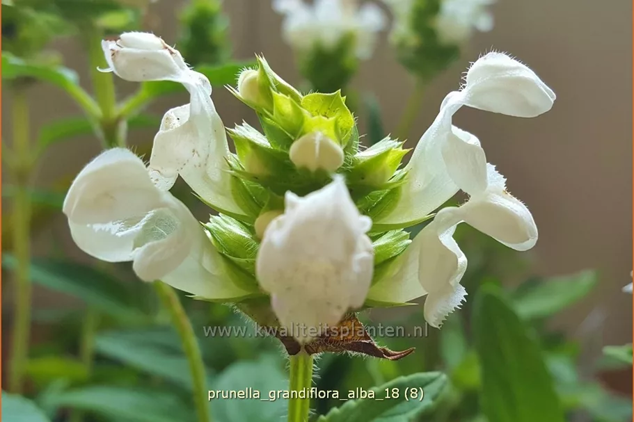 Prunella grandiflora 'Alba'