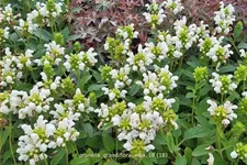 Prunella grandiflora 'Alba'