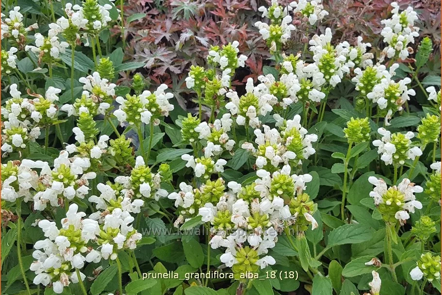Prunella grandiflora 'Alba'