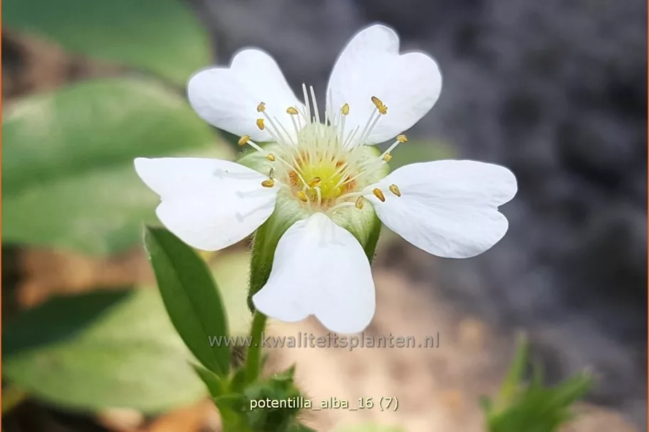 Potentilla alba