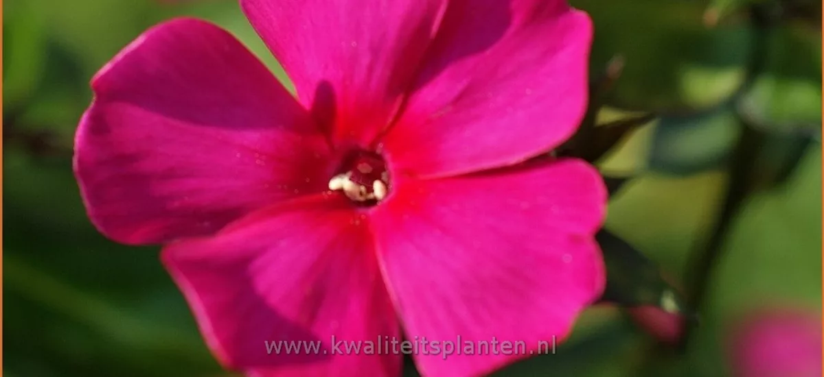 Phlox paniculata 'Sweet Summer Wine'®