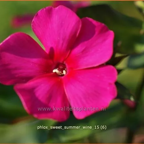 Phlox paniculata 'Sweet Summer Wine'®