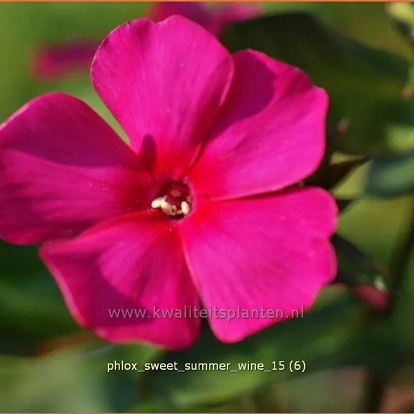 Phlox paniculata 'Sweet Summer Wine'®