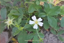 Potentilla alba