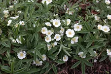 Potentilla alba