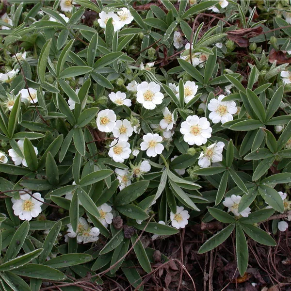 Potentilla alba