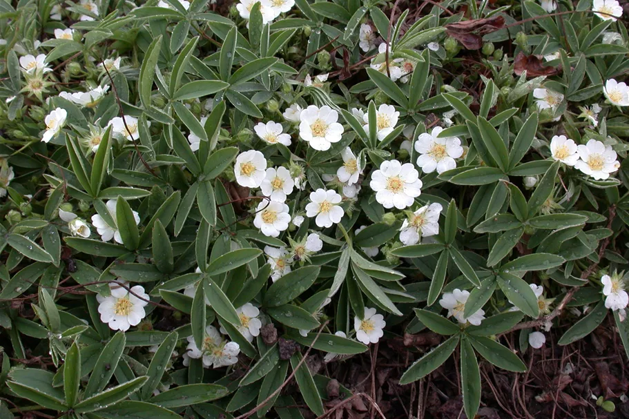 Potentilla alba