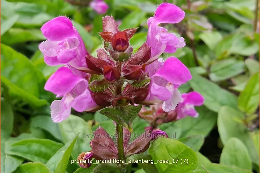 Prunella grandiflora 'Altenberg Rosa'