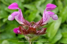 Prunella grandiflora 'Altenberg Rosa'
