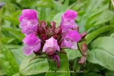 Prunella grandiflora 'Altenberg Rosa'