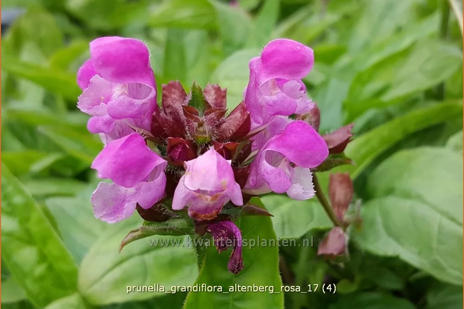 Prunella grandiflora 'Altenberg Rosa'