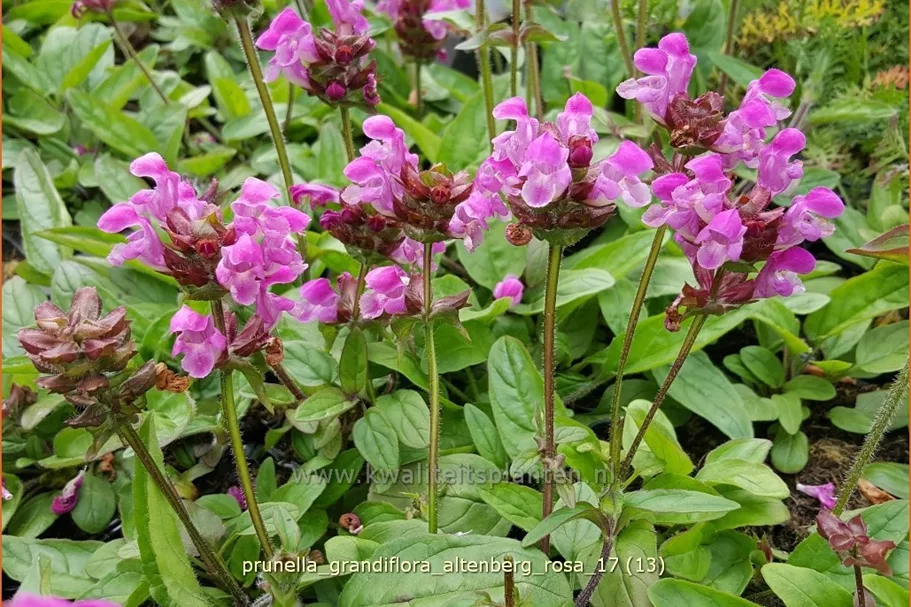 Prunella grandiflora 'Altenberg Rosa'