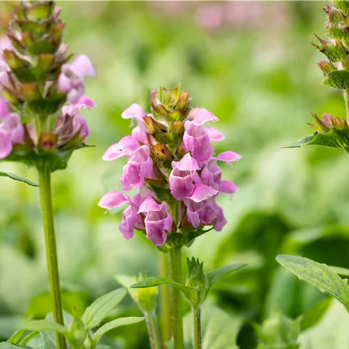 Prunella grandiflora 'Altenberg Rosa'