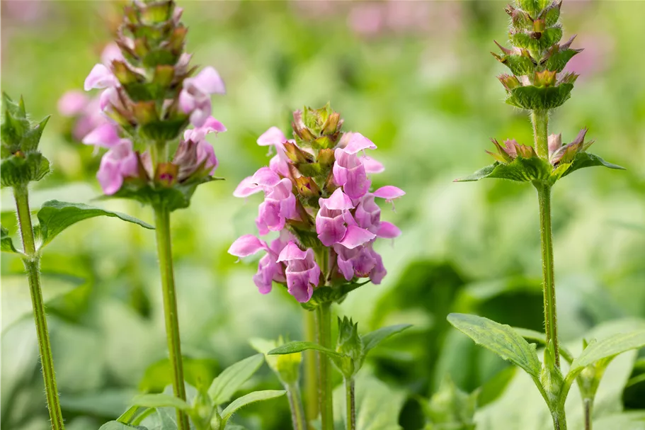 Prunella grandiflora 'Altenberg Rosa'