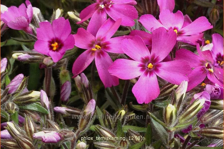 Phlox subulata 'Temiskaming'