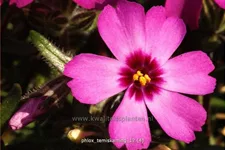 Phlox subulata 'Temiskaming'