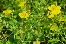 Potentilla argentea