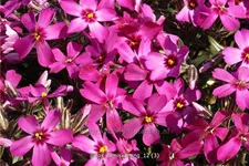 Phlox subulata 'Temiskaming'