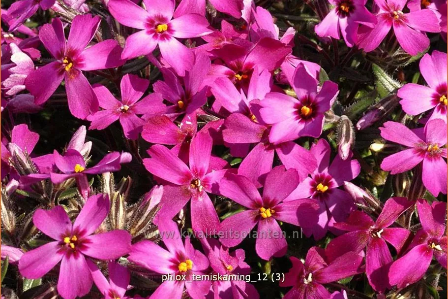 Phlox subulata 'Temiskaming'