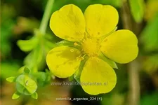 Potentilla argentea