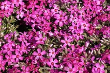 Phlox subulata 'Temiskaming'