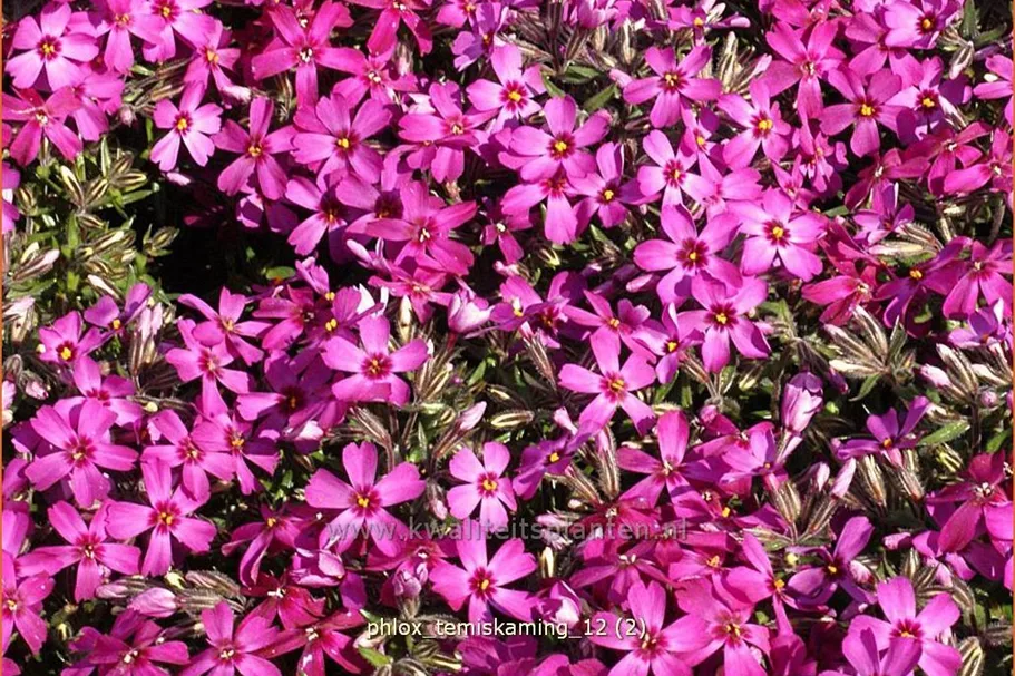 Phlox subulata 'Temiskaming'