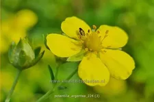 Potentilla argentea