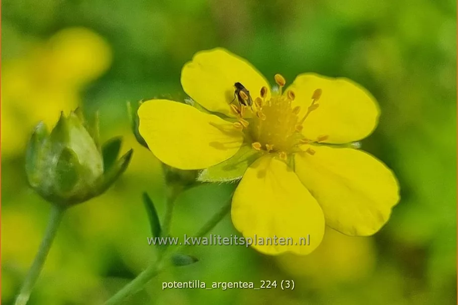 Potentilla argentea