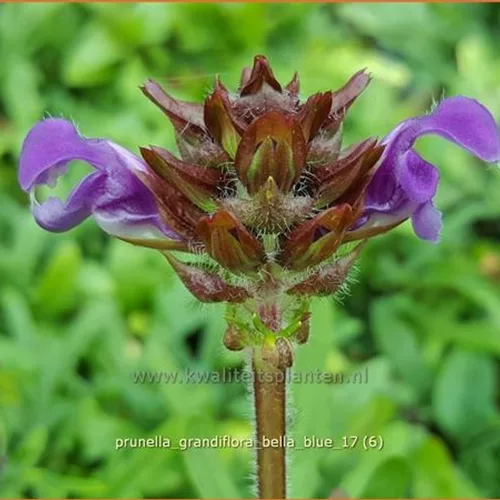 Prunella grandiflora 'Bella Blue'