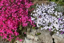 Phlox subulata 'Temiskaming'