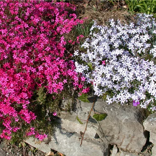 Phlox subulata 'Temiskaming'