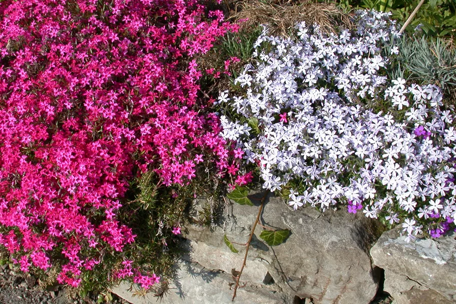 Phlox subulata 'Temiskaming'