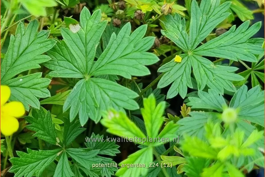 Potentilla argentea