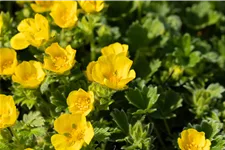 Potentilla argentea