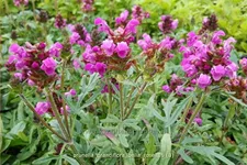 Prunella grandiflora 'Bella Rose'