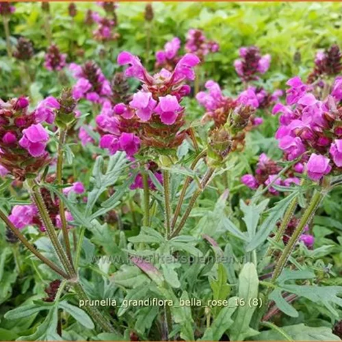 Prunella grandiflora 'Bella Rose'
