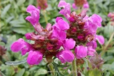 Prunella grandiflora 'Bella Rose'