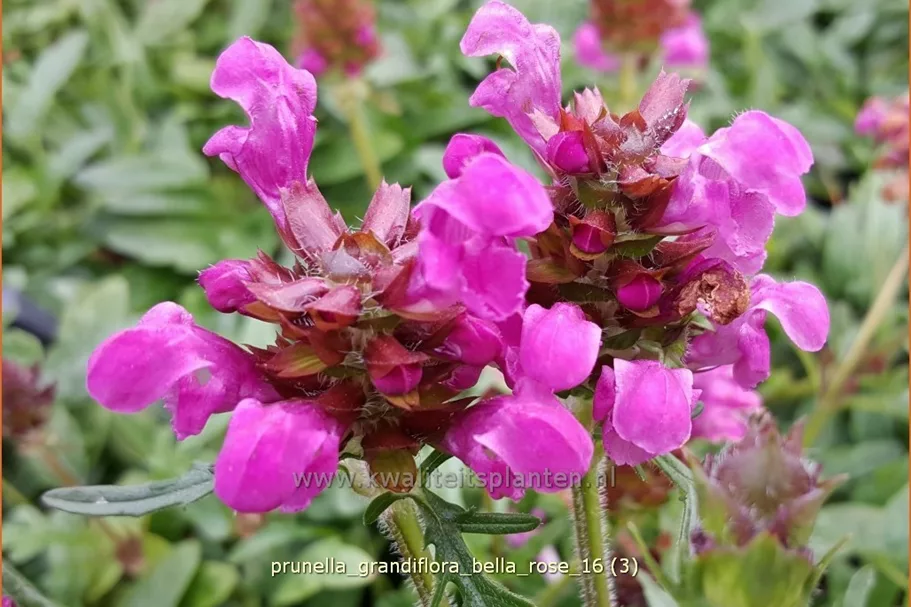 Prunella grandiflora 'Bella Rose'