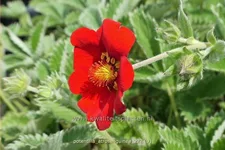 Potentilla atrosanguinea