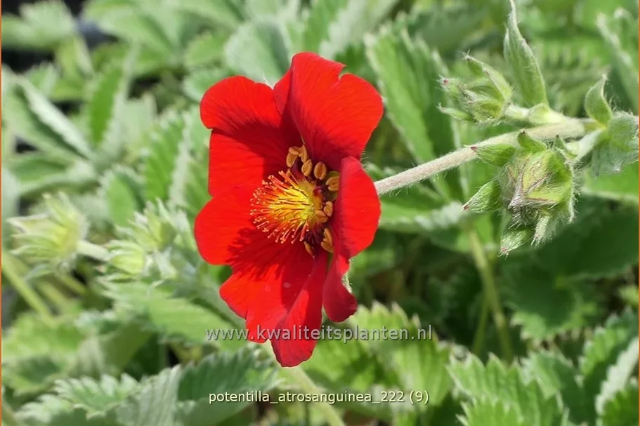 Potentilla atrosanguinea
