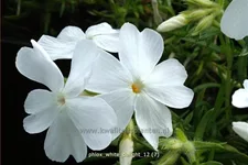 Phlox subulata 'White Delight'