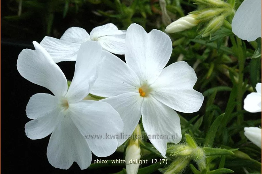 Phlox subulata 'White Delight'