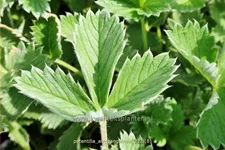 Potentilla atrosanguinea