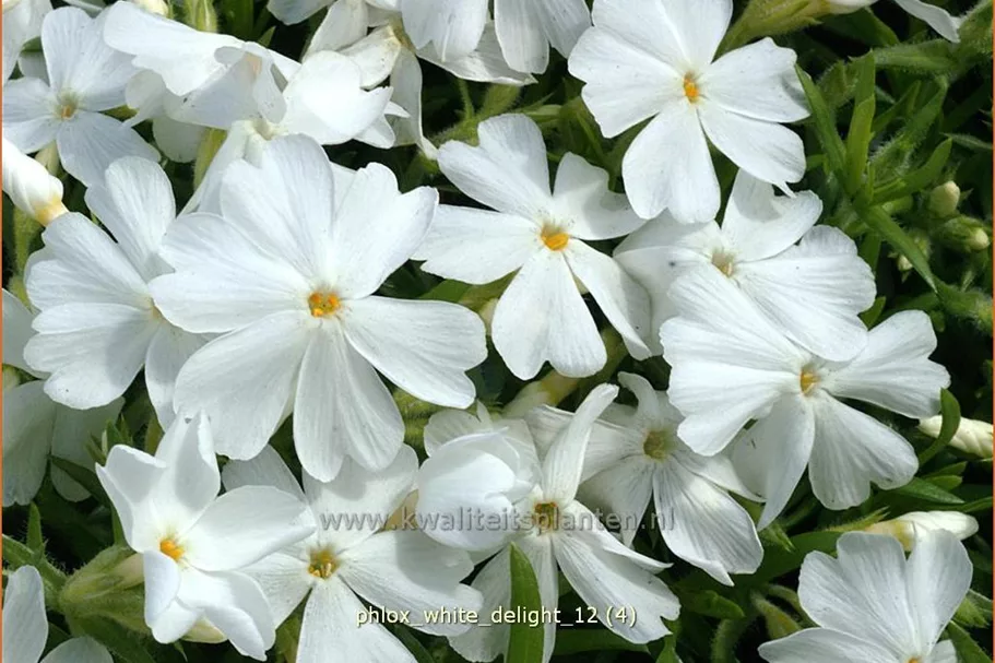 Phlox subulata 'White Delight'