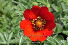 Potentilla atrosanguinea